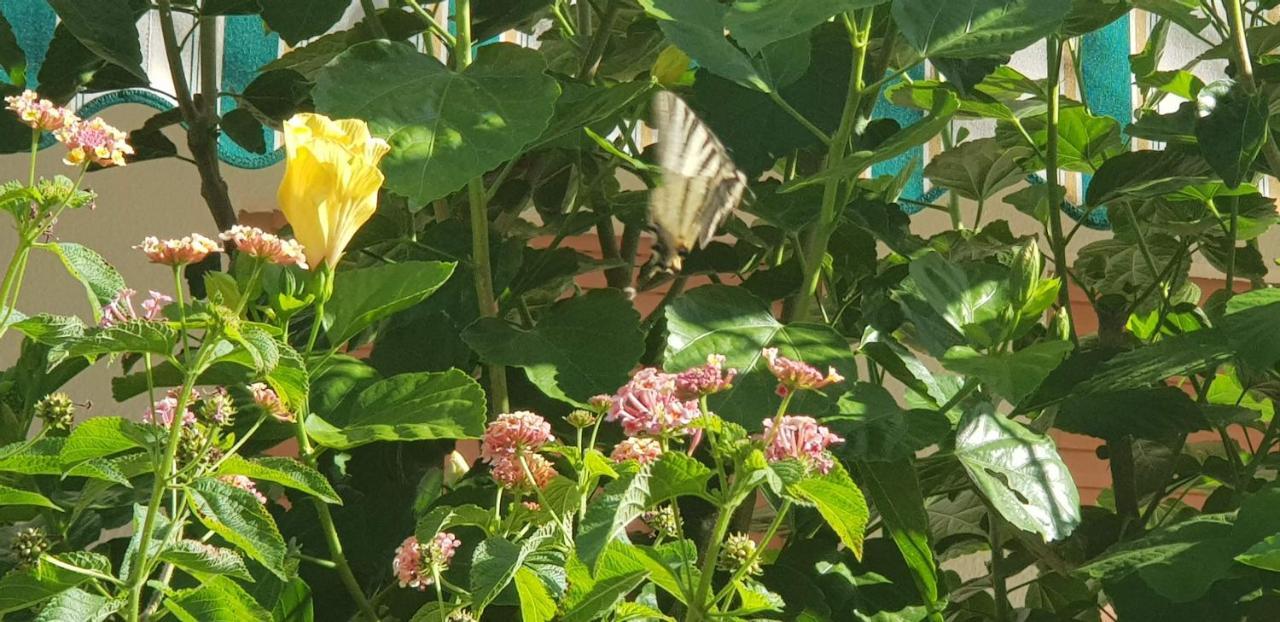 Appartamento Con Giardino Sul Mare Gallipoli Bagian luar foto